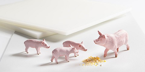 pig feeders